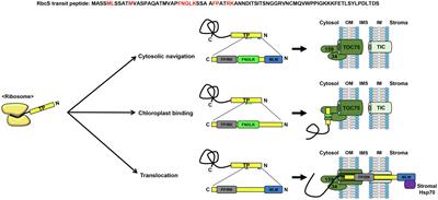 Functional Organization of Sequence Motifs in Diverse Transit Peptides of Chloroplast Proteins